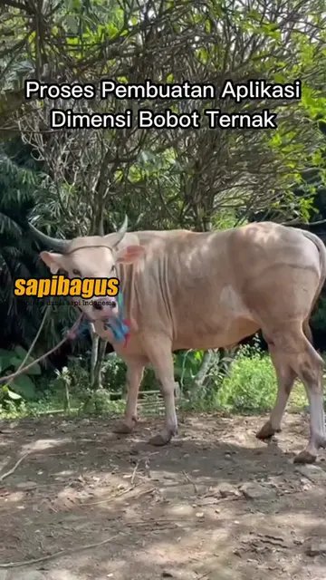 Proses-Pembuatan-Aplikasi-Dimensi-Bobot-Ternak-Sapi